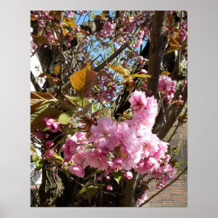 Póster Árbol de flores rosadas de cerezo silvestre