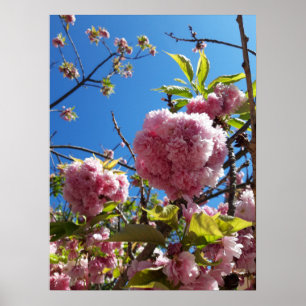 Póster Árbol de flores rosadas de cerezo silvestre