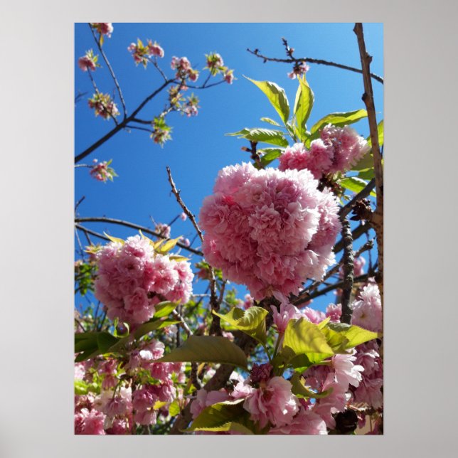 Póster Árbol de flores rosadas de cerezo silvestre (Frente)