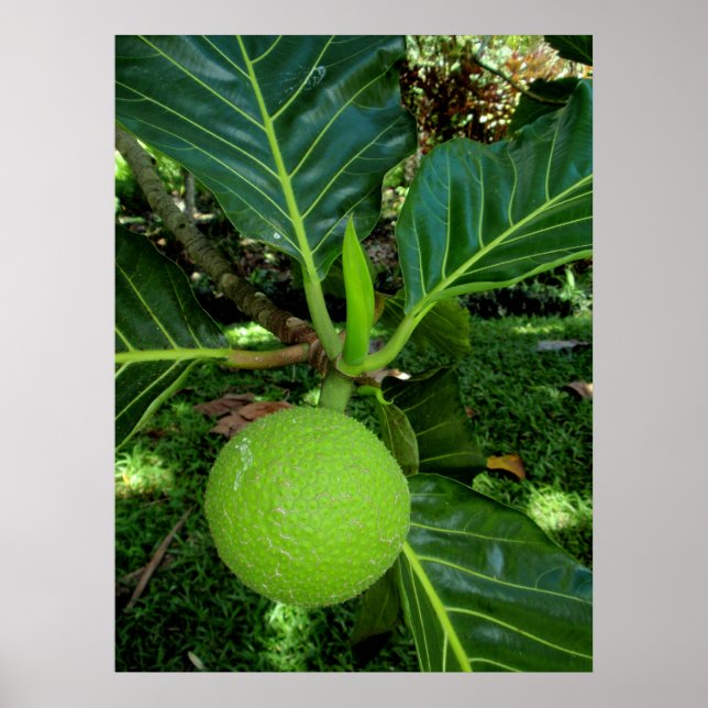 Póster Árbol de frutas (Frente)
