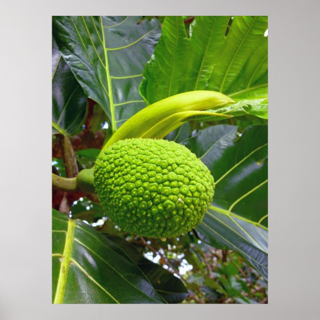 Póster Árbol de frutas (Frente)