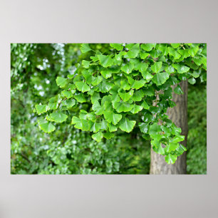 Póster árbol de ginkgo con hojas mojadas