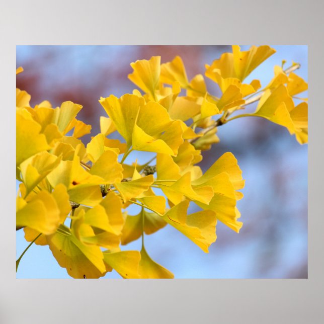 Póster Árbol de Ginkgo de hojas amarillas (Frente)
