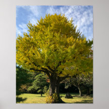 Árbol de Ginkgo del Amarillo Dorado