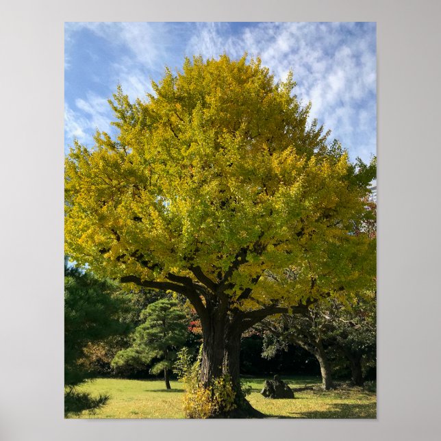 Póster Árbol de Ginkgo del Amarillo Dorado (Frente)