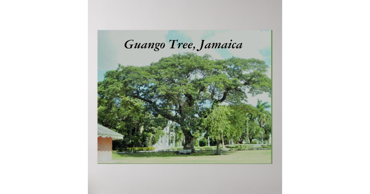 Póster Árbol de Guango, Jamaica 