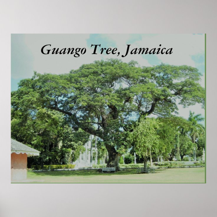 Póster Árbol de Guango, Jamaica 