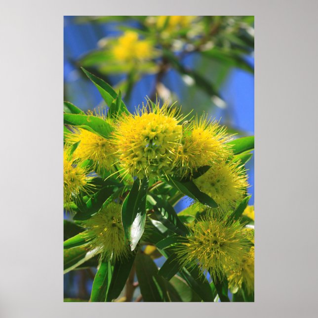 Póster Árbol de guijarros amarillo (Frente)