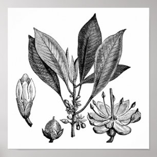 Póster Árbol de gutapercha