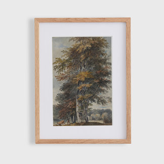 Póster Árbol de haya, hombre, ganado bovino y ovino, cose