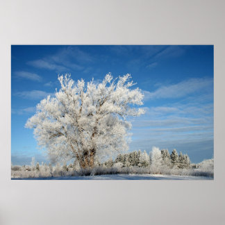 Póster Árbol de hielo