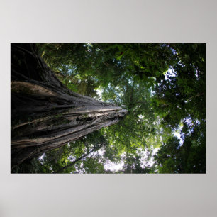 Póster Árbol de higos en la selva tropical Tangkoko de Su