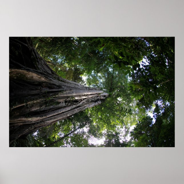 Póster Árbol de higos en la selva tropical Tangkoko de Su (Frente)