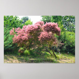 Póster Árbol de humo púrpura