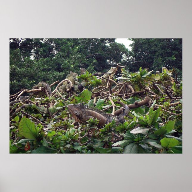 Póster Árbol de iguanas (Frente)