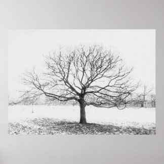 Póster Árbol de invierno