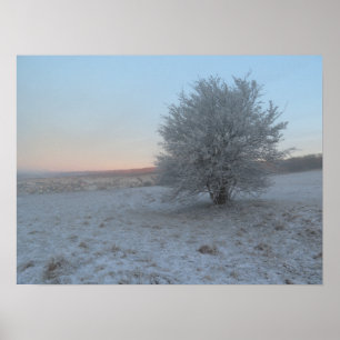 Póster Árbol de invierno al amanecer