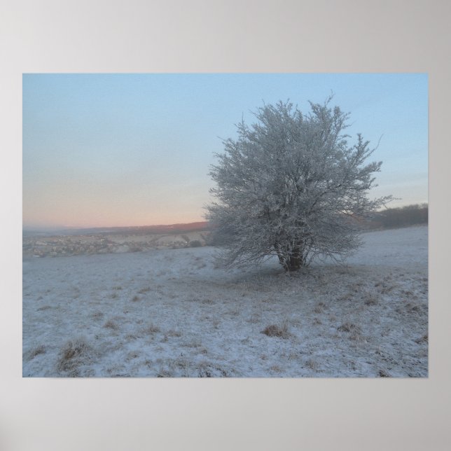Póster Árbol de invierno al amanecer (Frente)