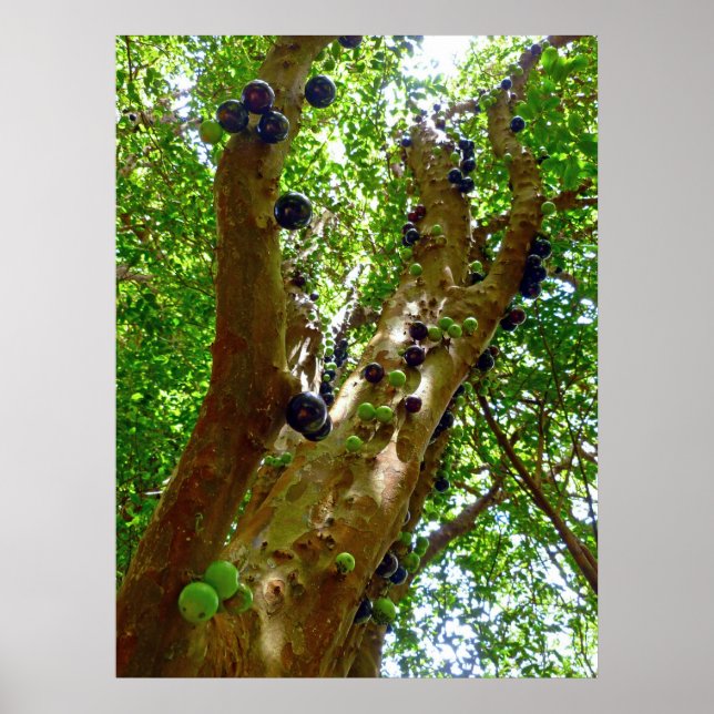 Póster Árbol de jaboticaba (Frente)
