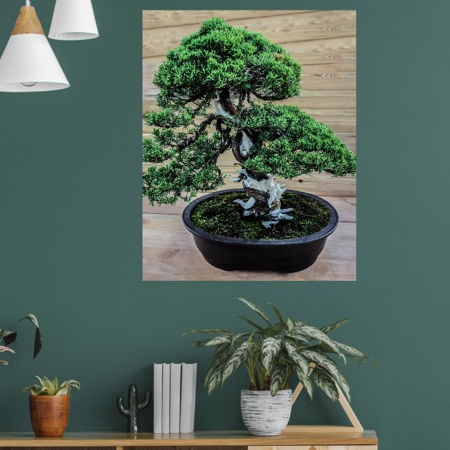 Póster Árbol de Juniper Bonsai (Salón 1)