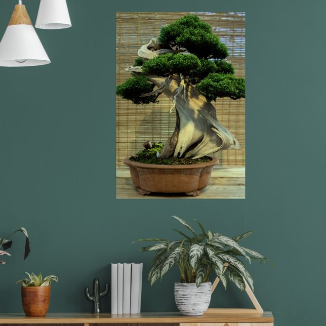 Póster Árbol de Juniper Bonsai (Salón 1)