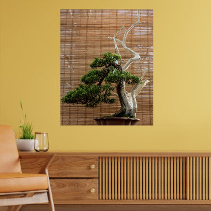 Póster Árbol de Juniper Bonsai