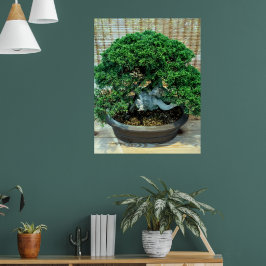 Póster Árbol de Juniper Bonsai