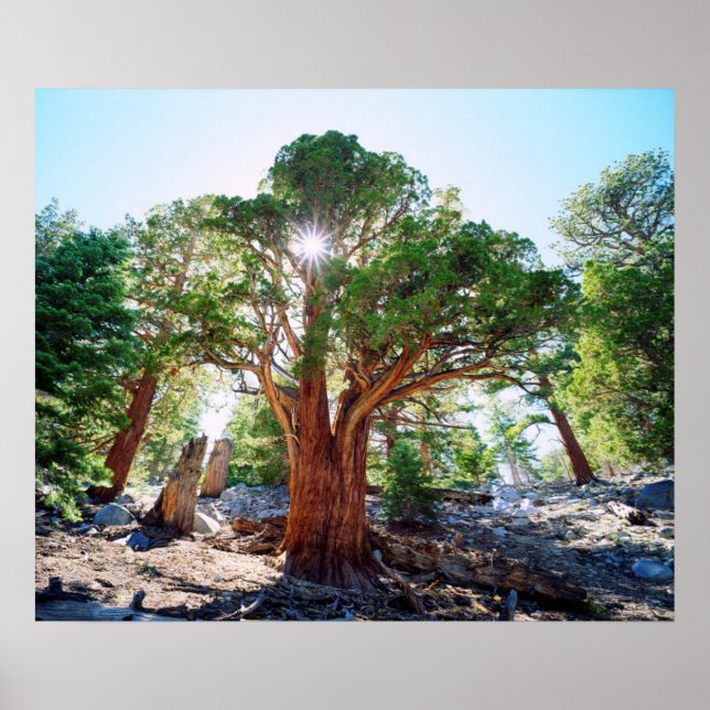 Póster Árbol de Juniper de Antiguo Crecimiento en las Sie (Frente)
