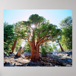 Póster Árbol de Juniper de viejo crecimiento en las Sierr