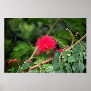 Póster Árbol de la brocha de afeitar