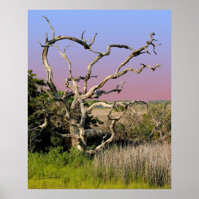 Póster Árbol de la isla de Topsail (Frente)