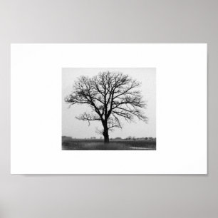 Póster Árbol de la muerte