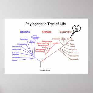 Póster Árbol de la vida filogenético usted está aquí