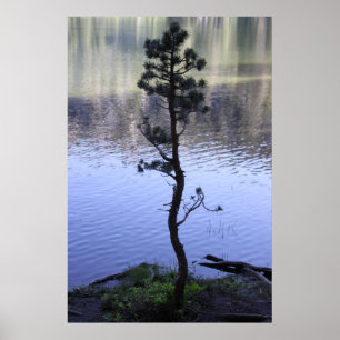 Póster Árbol de las reflexiones