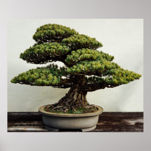 Póster Árbol de los bonsais de White Pine del japonés