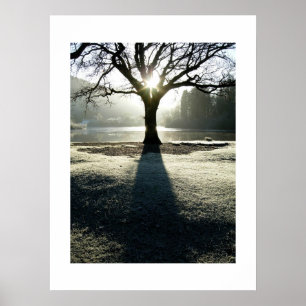 Póster Árbol de luz: Derwentwater, Cumbria