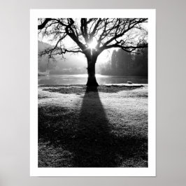 Póster Árbol de luz: Derwentwater, Cumbria