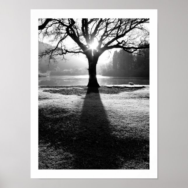 Póster Árbol de luz: Derwentwater, Cumbria (Frente)