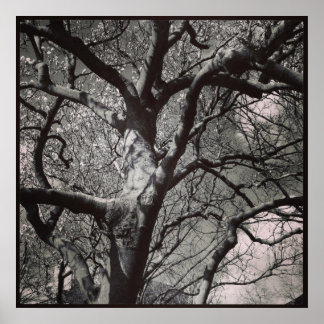 Póster Árbol de Magnolia