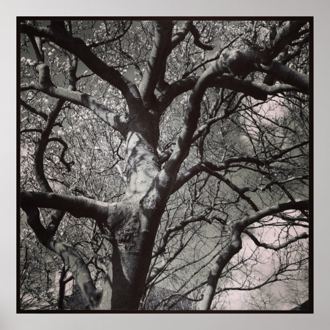 Póster Árbol de Magnolia (Frente)