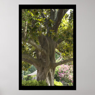 Póster Árbol de Magnolia