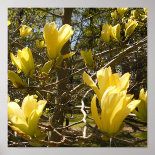 Póster Árbol de magnolia amarillo
