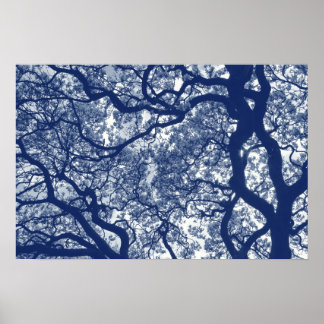 Póster Árbol de magnolia - Efecto cianotipio