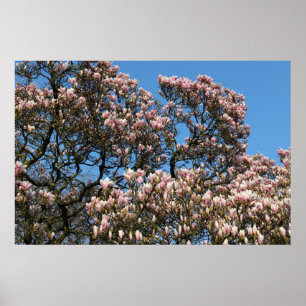 Póster Árbol de magnolia en flor