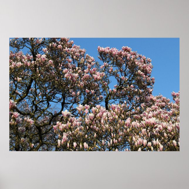 Póster Árbol de magnolia en flor (Frente)
