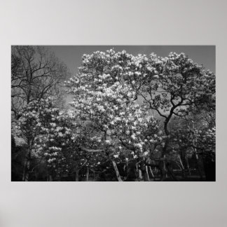 Póster Árbol de magnolia en flor (B&W)