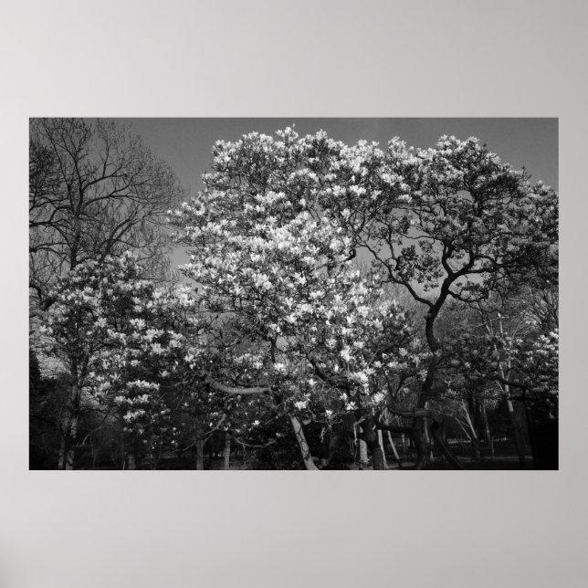 Póster Árbol de magnolia en flor (B&W) (Frente)