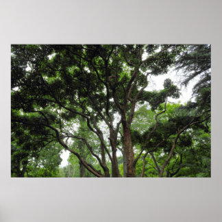 Póster Árbol de magnolia en verano