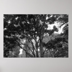 Póster Árbol de magnolia en verano BW