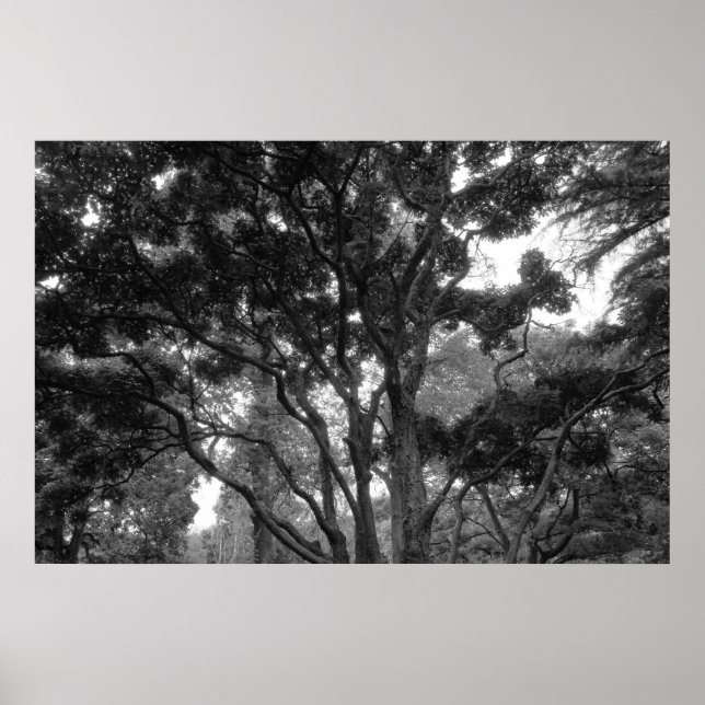 Póster Árbol de magnolia en verano BW (Frente)